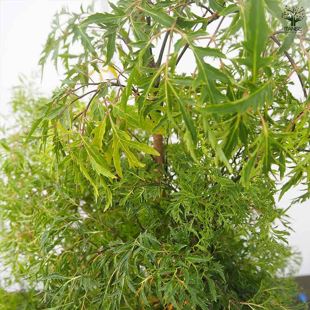 ポリシャス スターシャ 【観葉植物 8号／1個売り】｜ 【植物の