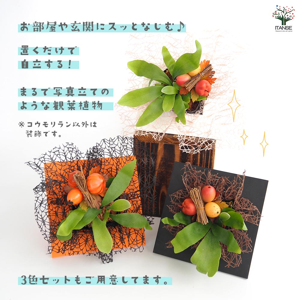 コウモリラン 秋仕立て 【観葉植物 4号】｜ 【植物のITANSE