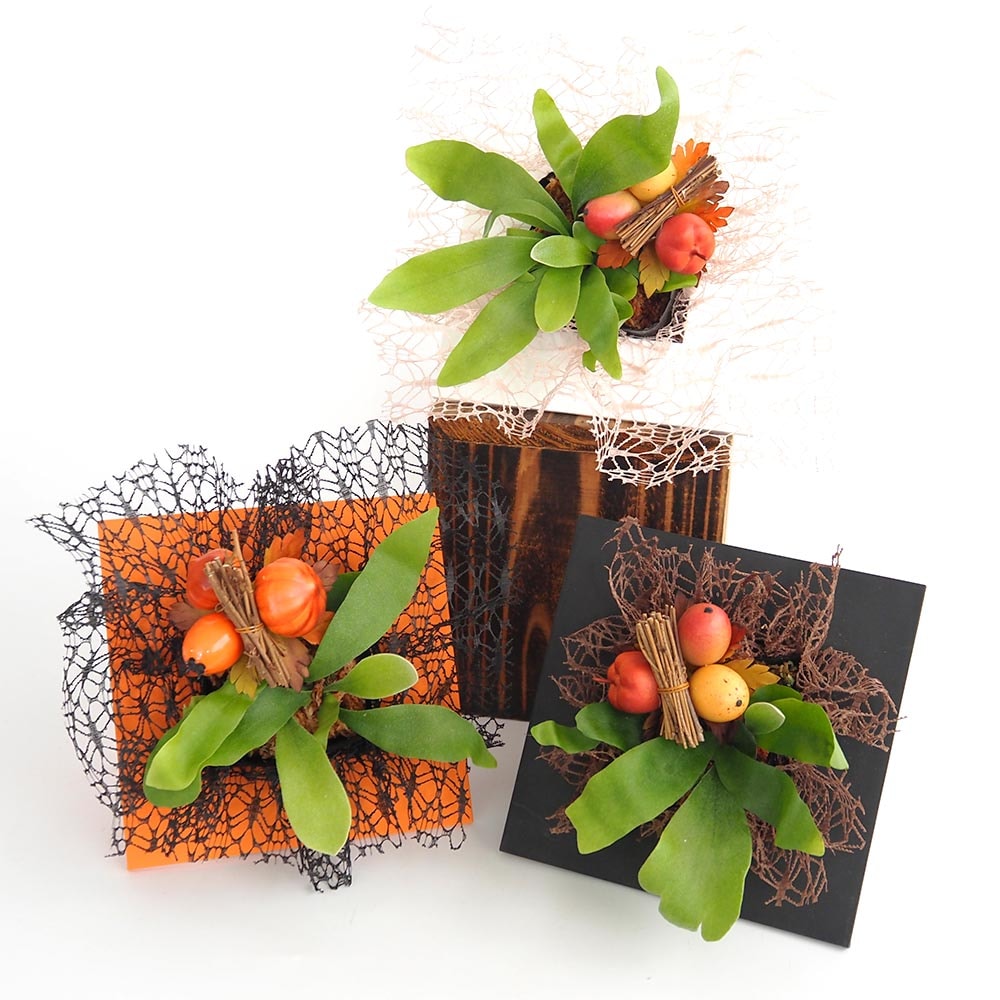 コウモリラン 秋仕立て 【観葉植物 4号】