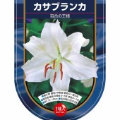 花球根 オリエンタルリリー カサブランカ 【花球根 1球】|花球根|球根類