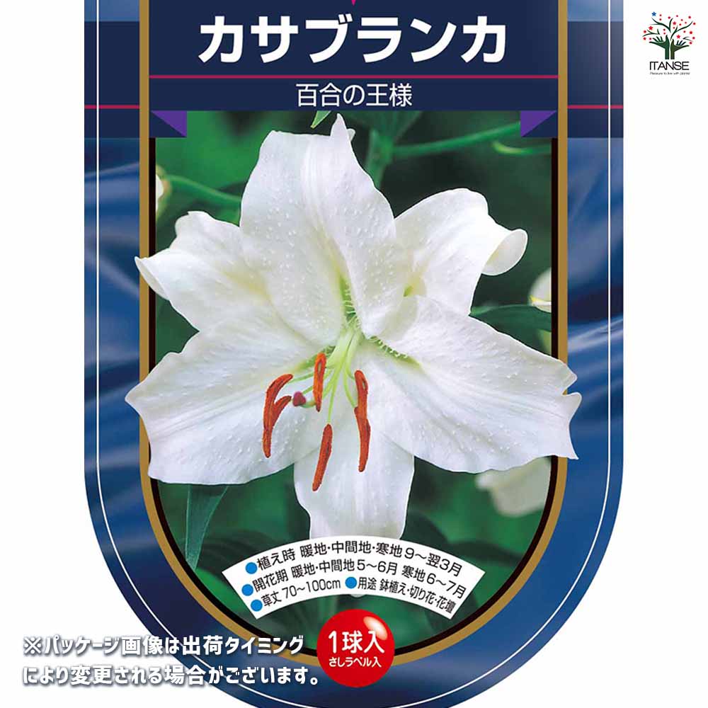 花球根 オリエンタルリリー カサブランカ 【花球根 1球】｜ 【植物の