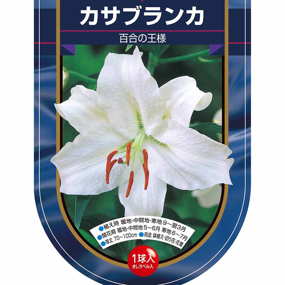 花球根 オリエンタルリリー カサブランカ 【花球根 1球】