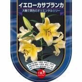 花球根 オリエンタルリリー イエローカサブランカ 【花球根 1球】|花球根|球根類