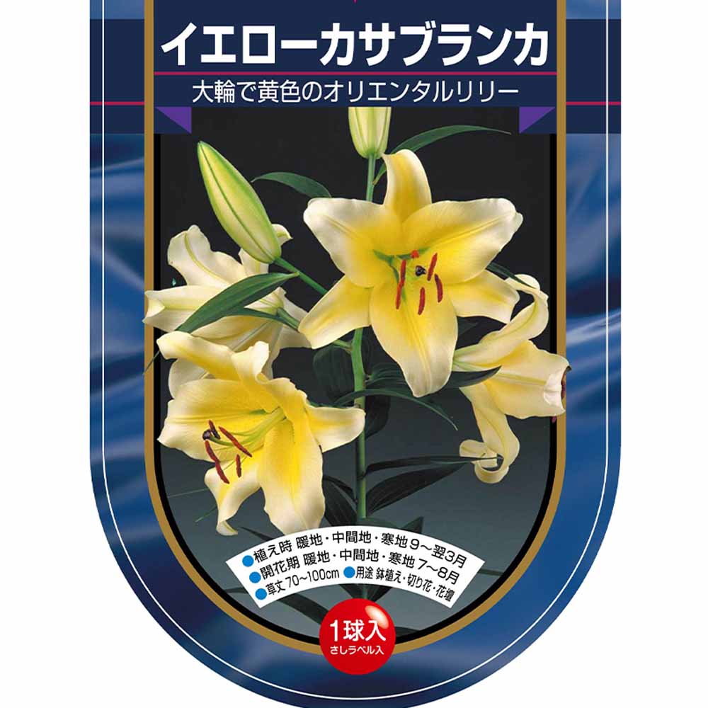 花球根 オリエンタルリリー イエローカサブランカ 【花球根 1球】