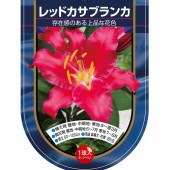 花球根 オリエンタルリリー レッドカサブランカ 【花球根 1球】|花球根|球根類