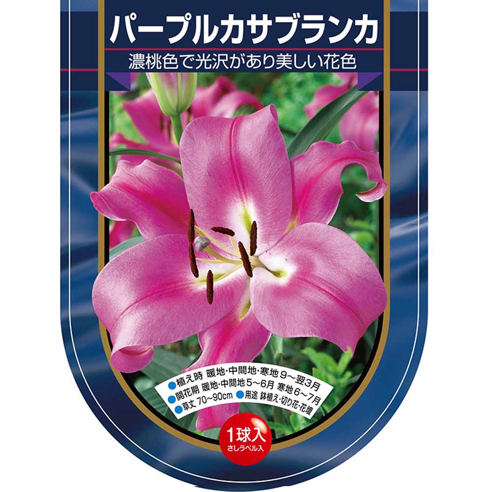 花球根 オリエンタルリリー パープルカサブランカ 【花球根 1球】