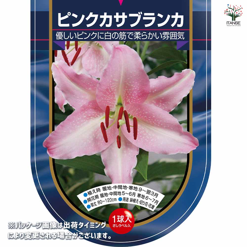 花球根 オリエンタルリリー ピンクカサブランカ 【花球根 1球