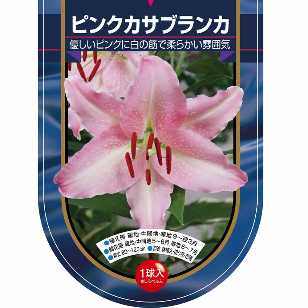 花球根 オリエンタルリリー ピンクカサブランカ 【花球根 1球】