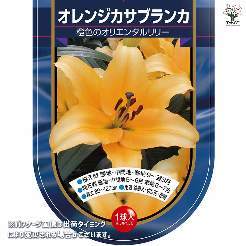 花球根 オリエンタルリリー オレンジカサブランカ 【花球根 1球