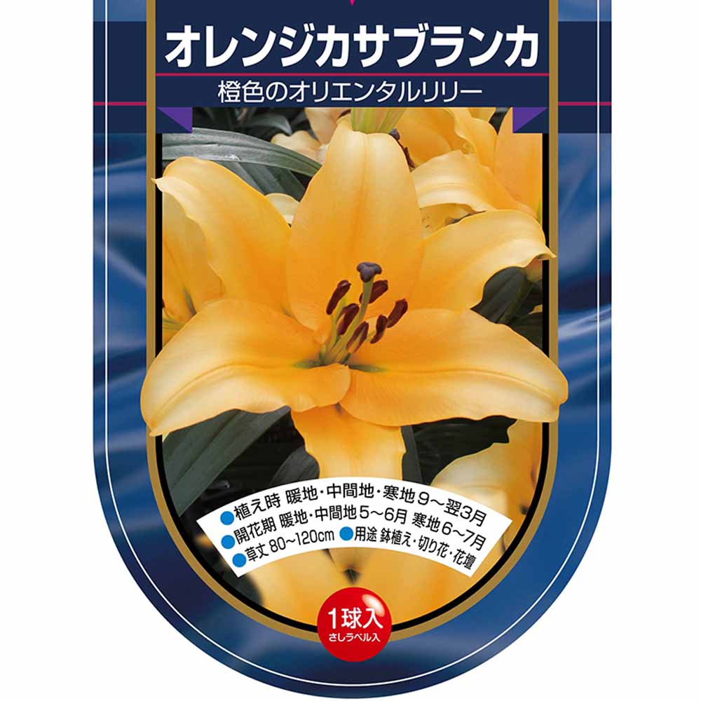 花球根 オリエンタルリリー オレンジカサブランカ 【花球根 1球】