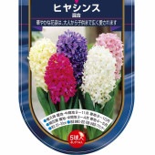 花球根 ヒヤシンス 混合 【花球根 5球】|花球根|球根類