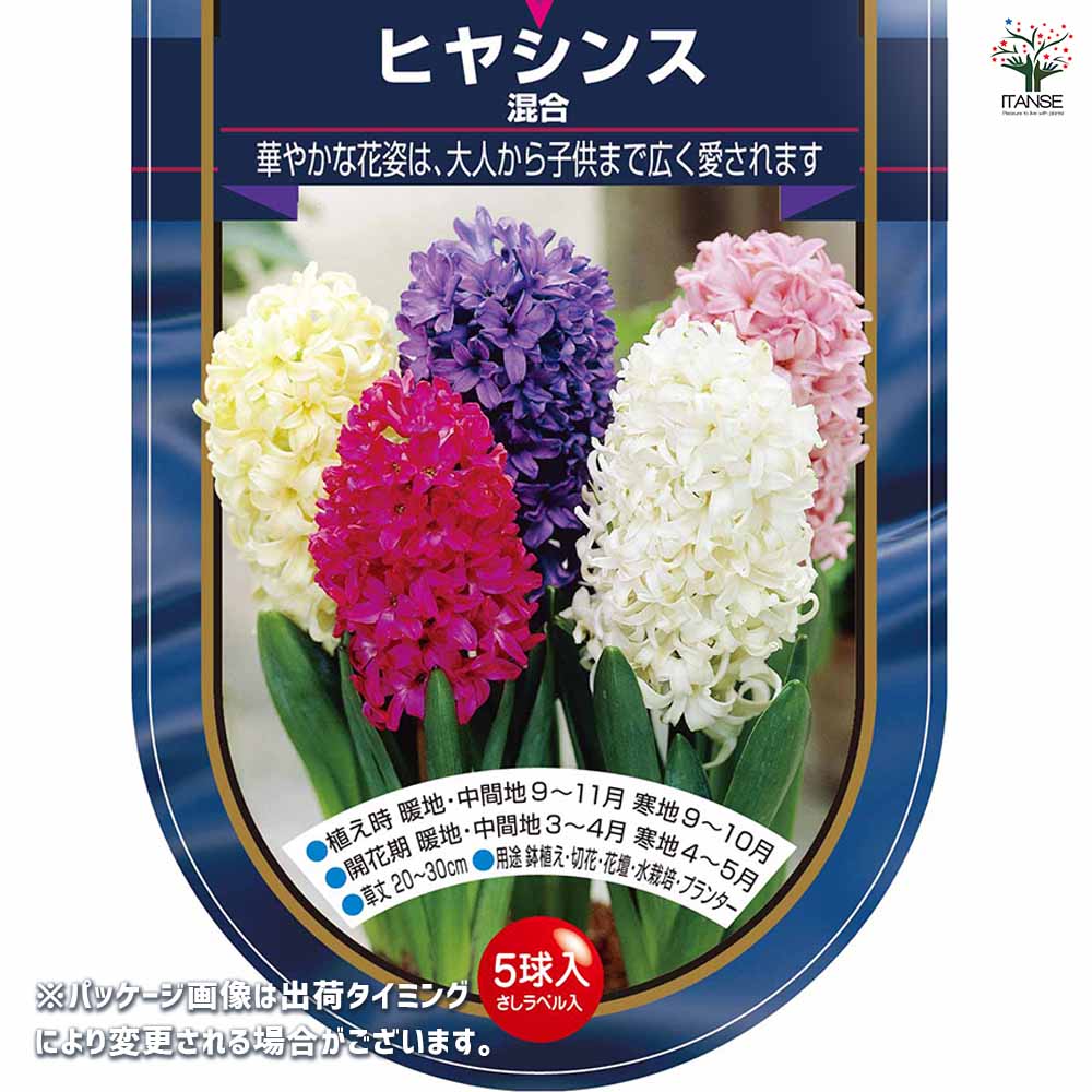 花球根 ヒヤシンス 混合 【花球根 5球】｜ 【植物のITANSE】全品