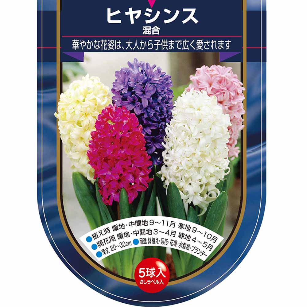花球根 ヒヤシンス 混合 【花球根 5球】