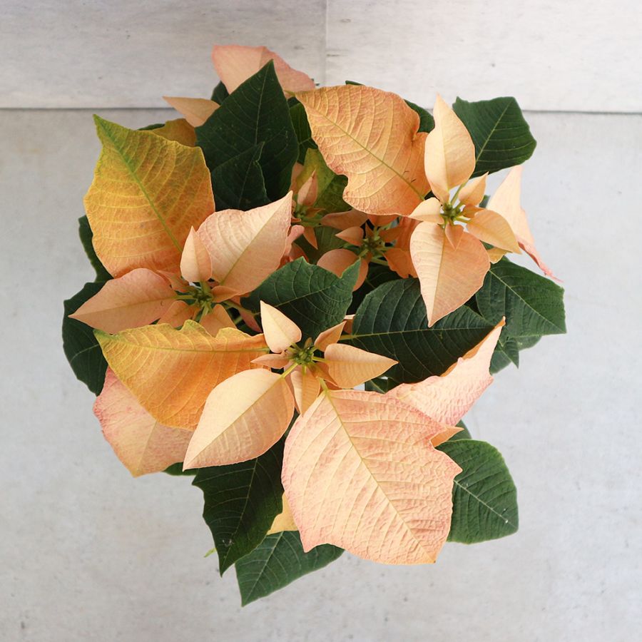 ポインセチア ゴールド 【花木苗 5号／1個売り】