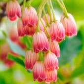 ドウダンツツジ 口紅サラサ 【花木苗 3.5号】|植木・花木