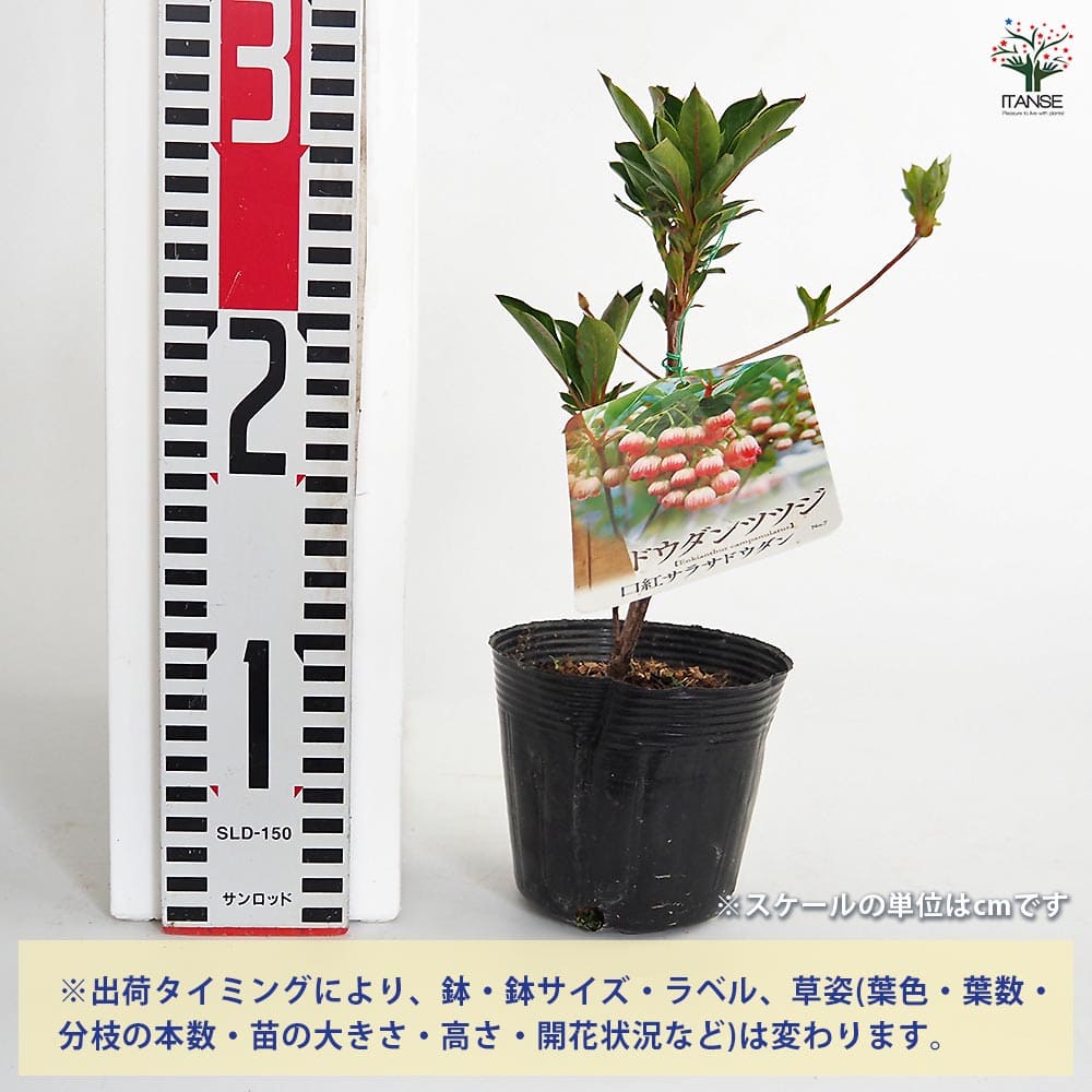 ドウダンツツジ 口紅サラサ 【花木苗 3.5号】｜ 【植物のITANSE