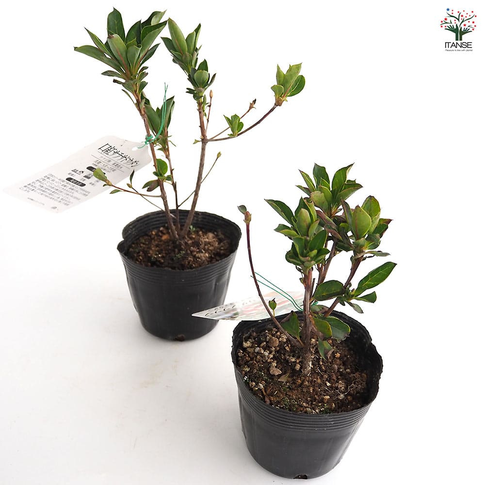 ドウダンツツジ 口紅サラサ 【花木苗 3.5号】｜ 【植物のITANSE