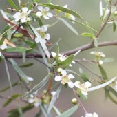 ティーツリー ドラムシルバー 【花木苗 3号】|植木・花木