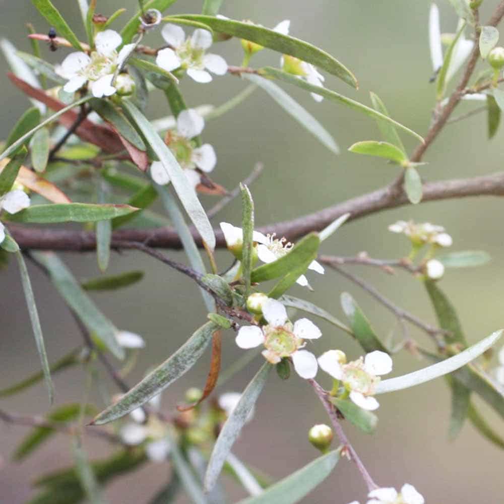 ティーツリー ドラムシルバー 【花木苗 3号】