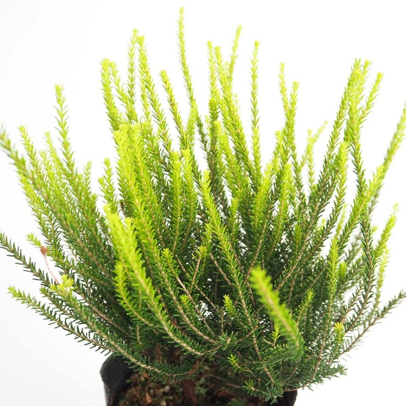 ぶどう ピオーネの苗木【果樹 1～2年生挿し木苗12～15cmポット大苗／1