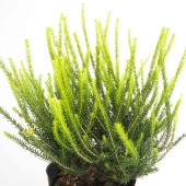 エリカ バレリーグリフィス 【花木苗 4号】|植木・花木