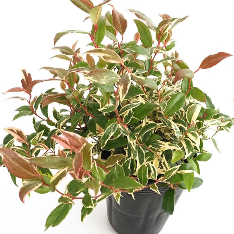 クリスマスローズ 氷の薔薇ピコティ 【花苗 5号／1個売り】｜ 【植物の