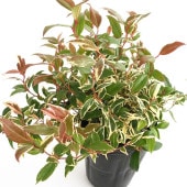 西洋岩南天 トリカラー 【花木苗 4号】|植木・花木