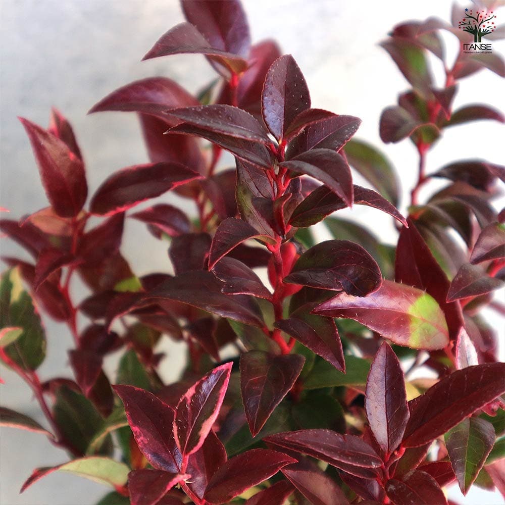 西洋岩南天 トリカラー 【花木苗 4号】｜ 【植物のITANSE】全品