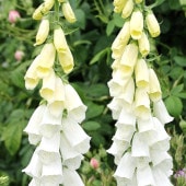 ジギタリス シルバーカブ 【花苗 3号】|花苗