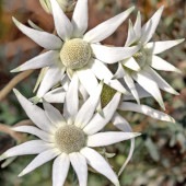 フランネルフラワー フェアリーホワイト 【花苗 3.5号】|花苗