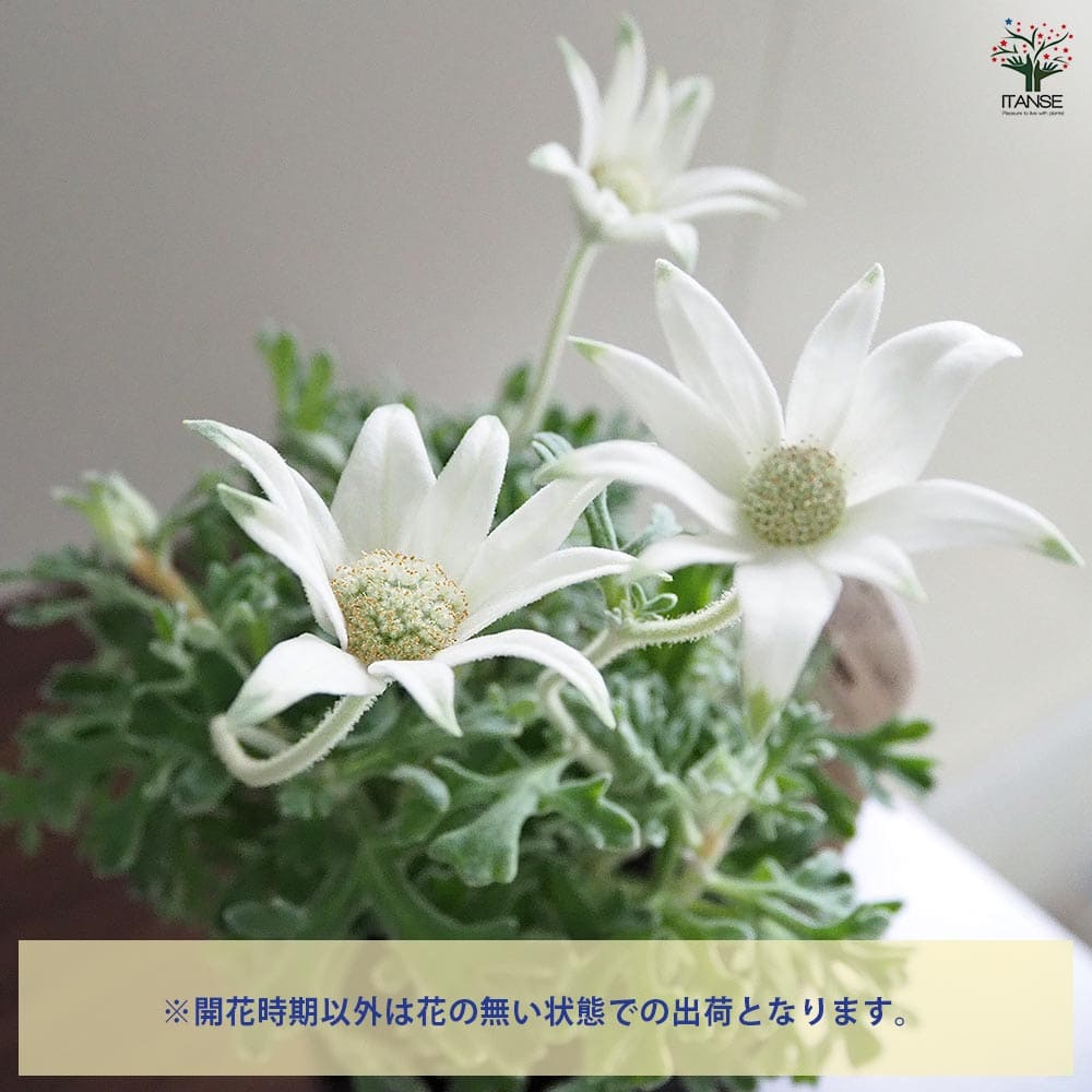 カーナルフラワー フランネルフラワー フェアリーホワイト 【花苗 3.5号】｜ 【植物の