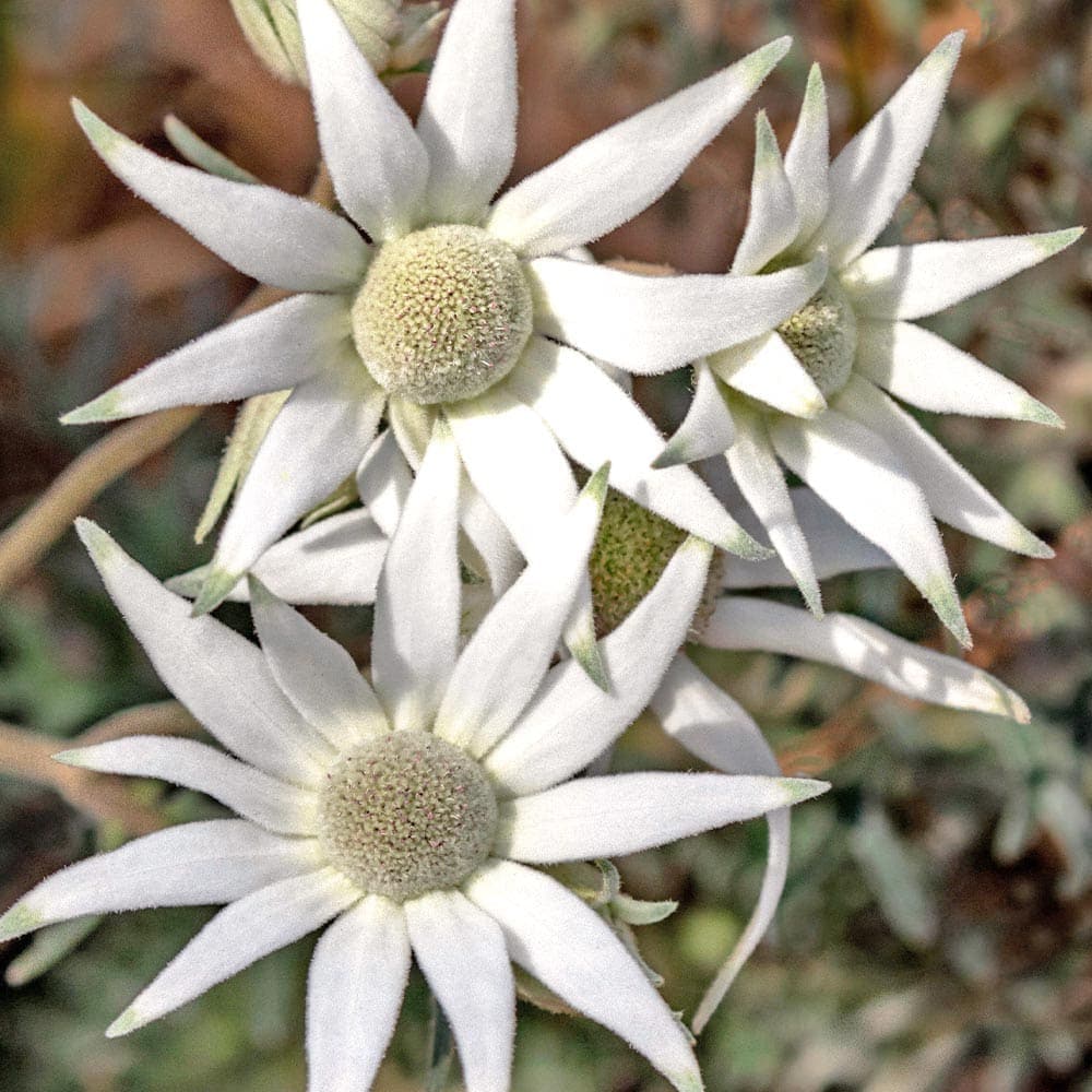 フランネルフラワー フェアリーホワイト 【花苗 3.5号】｜ 【植物の