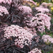 サンブカス ブラックレース 【花木苗 5号／1個売り】|植木・花木