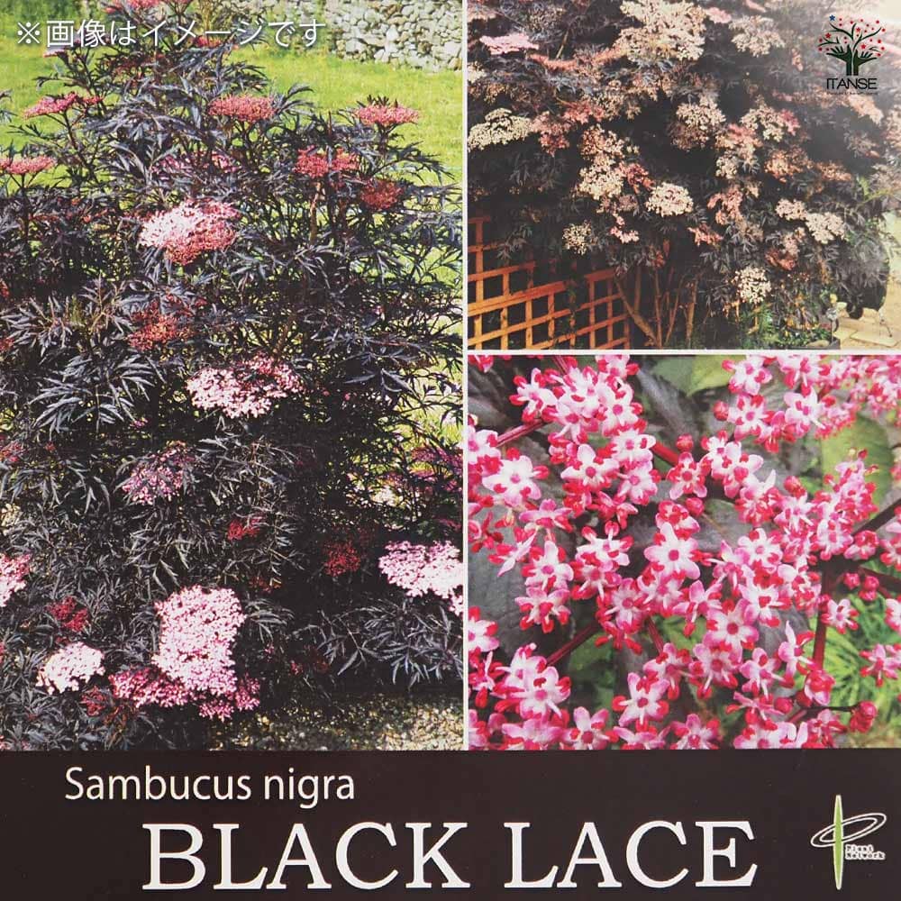 サンブカス ブラックレース 【花木苗 5号／1個売り】｜ 【植物の