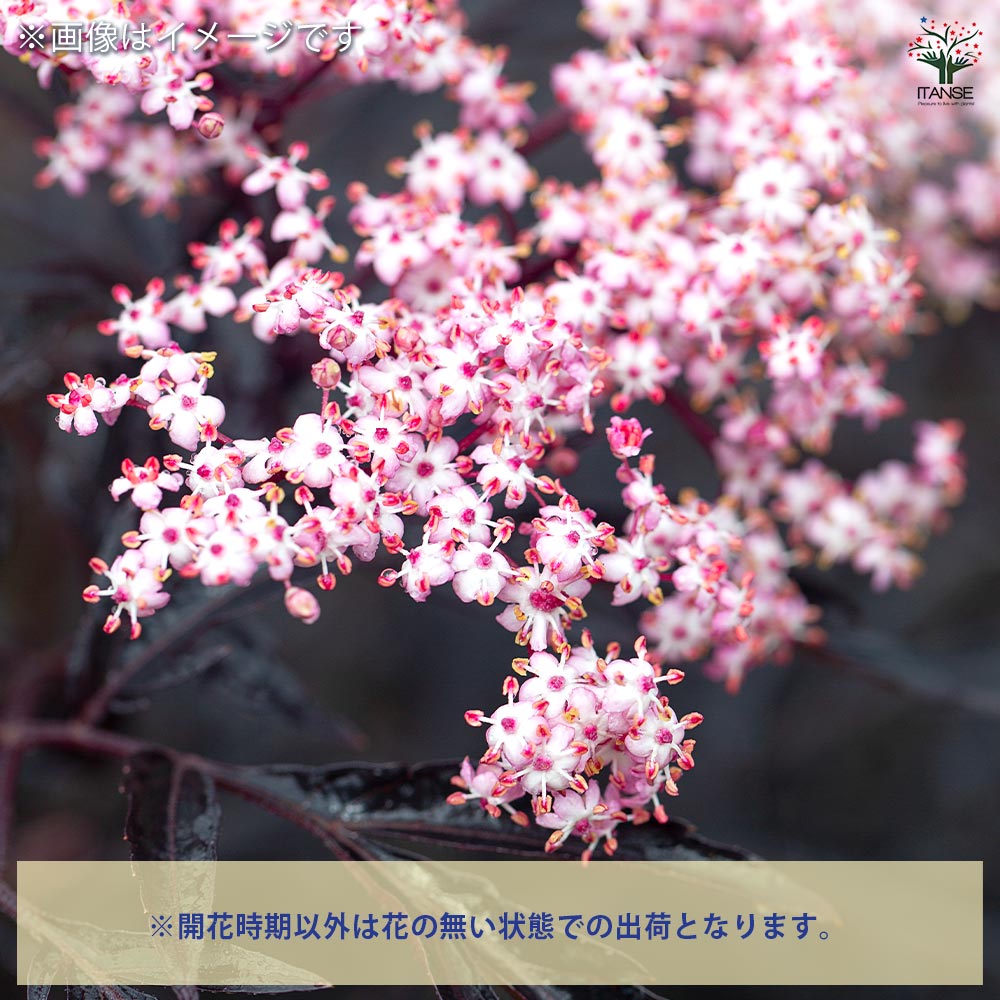 サンブカス ブラックレース 【花木苗 5号／1個売り】｜ 【植物の