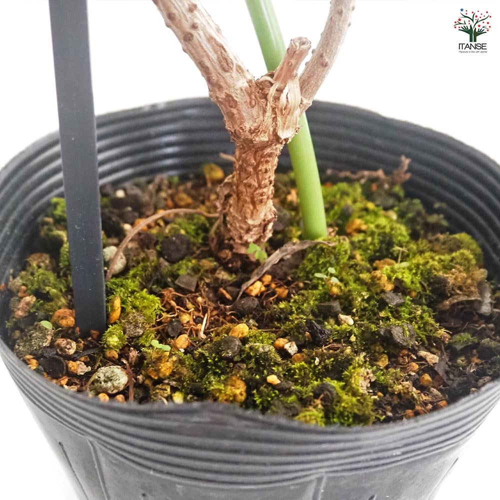 サンブカス ブラックレース 【花木苗 5号／1個売り】｜ 【植物の