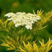 サンブカス ゴールデンタワー 【花木苗 5号／1個売り】|植木・花木