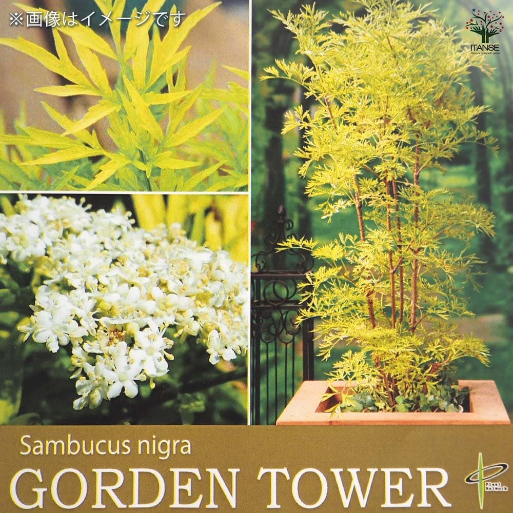 サンブカス ゴールデンタワー 【花木苗 5号／1個売り】｜ 【植物の