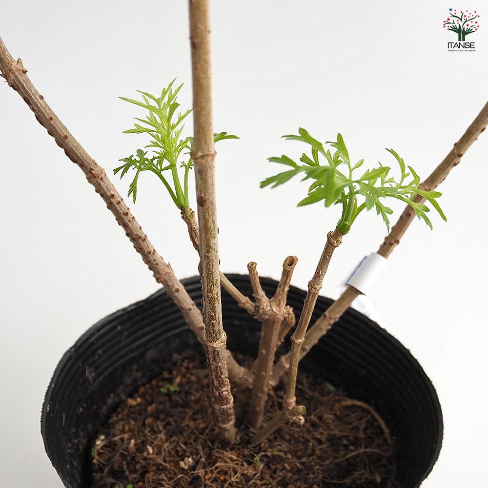 サンブカス ゴールデンタワー 【花木苗 5号／1個売り】｜ 【植物の