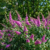 ブッドレア 紅姫 【花木苗 5号／1個売り】|植木・花木