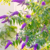 ブッドレア 藍姫 【花木苗 5号／1個売り】|植木・花木