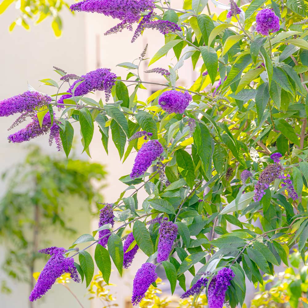 ブッドレア 藍姫 【花木苗 5号／1個売り】