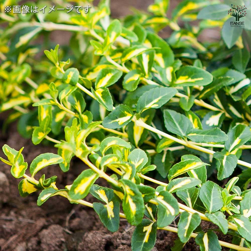 ツルマサキ サンスポット 【花木苗 3号】｜ 【植物のITANSE