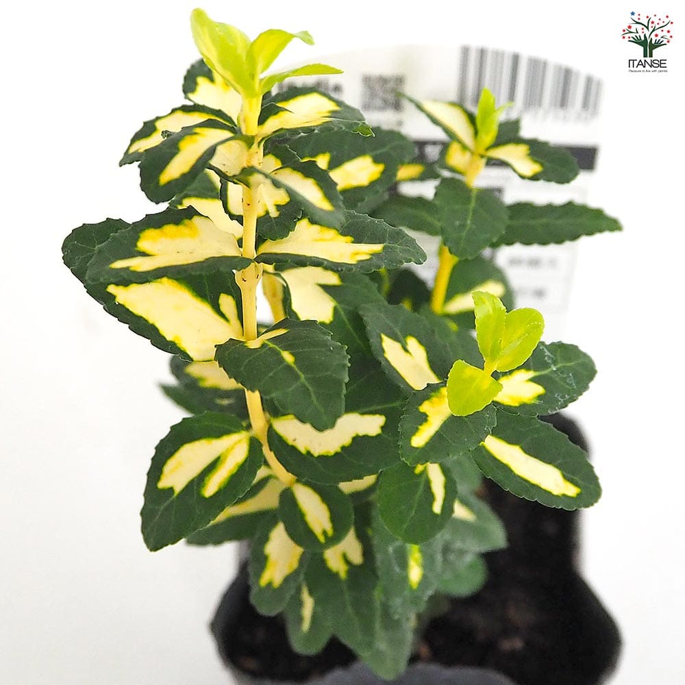 ツルマサさん　5個 ぐるぐるさんま ( パープル ) 5個セット – フィッシングマックス WEBSHOP