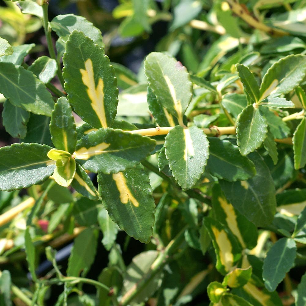 ツルマサキ サンスポット 【花木苗 3号】