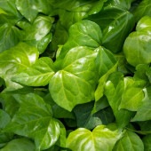 オカメヅタ 【花木苗 3号】|植木・花木