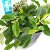 コトネアスター ラディカンス 【花木苗 3号】|植木・花木