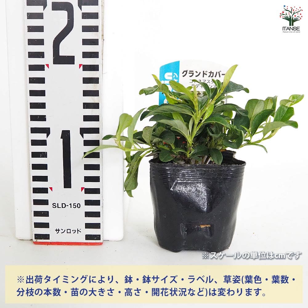 コトネアスター ラディカンス 【花木苗 3号】｜ 【植物のITANSE
