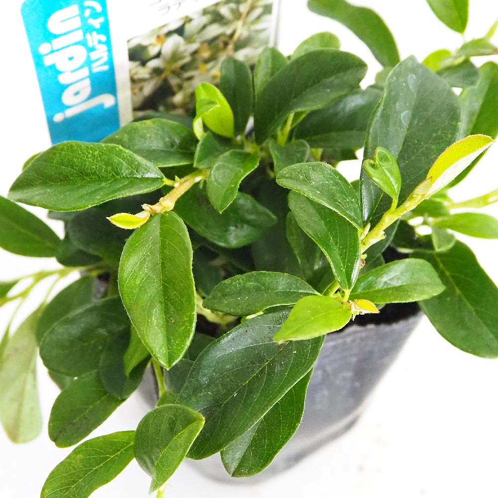 コトネアスター ラディカンス 【花木苗 3号】