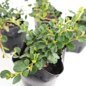 コトネアスター ストレイブスファインディング 【花木苗 3号】|植木・花木